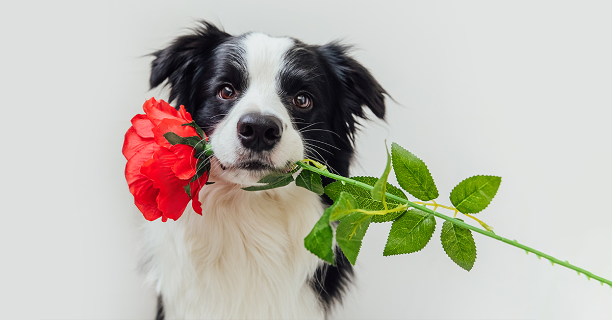 Valentine's Day 2022 pet spending: You won't believe what we'll